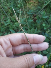 Thinopyrum elongatum