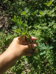 Chamaecytisus ruthenicus