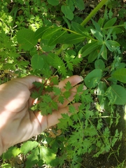 Silphiodaucus hispidus