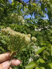 Silphiodaucus hispidus