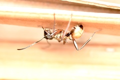 Polyrhachis rufifemur