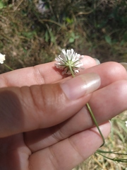Scabiosa praemontana