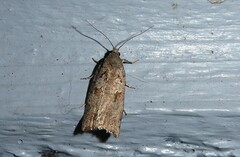 Harmologa