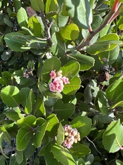 Rhus integrifolia