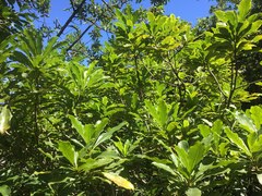 Pittosporum glabrum