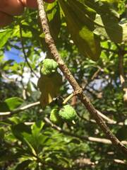 Pittosporum glabrum