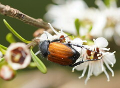 Phyllotocus rufipennis