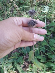 Clinopodium caucasicum