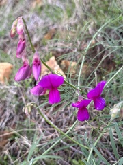 Lathyrus vestitus alefeldii
