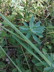 Euphorbia glareosa