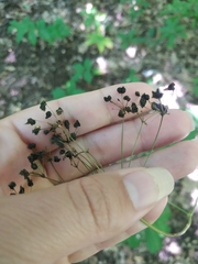 Physospermum cornubiense