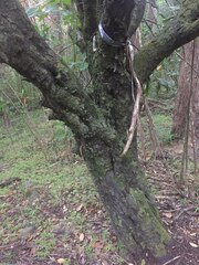 Diospyros sandwicensis