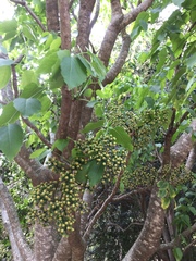 Polyscias sandwicensis