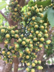 Polyscias sandwicensis