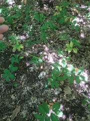 Physospermum cornubiense