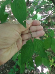 Cornus sanguinea australis