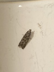 Lepidoptera