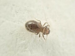 Lepinotus