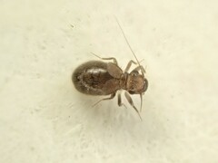 Lepinotus