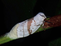 Lymantria lunata