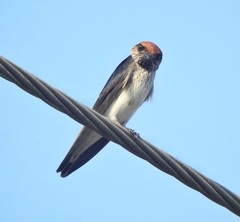 Petrochelidon fluvicola