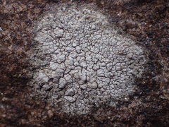 Phlyctis petraea