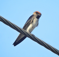 Petrochelidon fluvicola