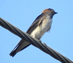 Petrochelidon fluvicola