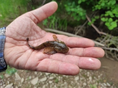 Cottus poecilopus