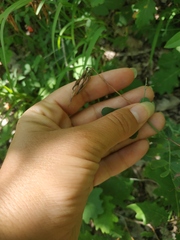 Coronilla coronata