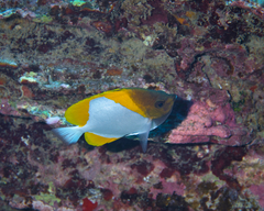 Hemitaurichthys polylepis