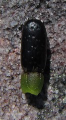 Willdenowia glomerata