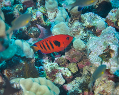 Centropyge loriculus