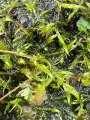 Warnstorfia fluitans