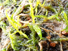 Warnstorfia fluitans