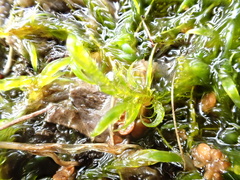 Warnstorfia fluitans