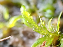 Warnstorfia fluitans