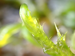 Warnstorfia fluitans