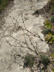 Seseli dichotomum