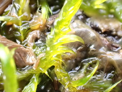 Warnstorfia fluitans