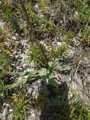 Takhtajaniantha crispa
