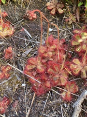 Drosera cuneifolia