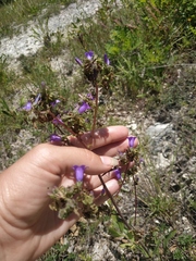 Campanula sibirica taurica