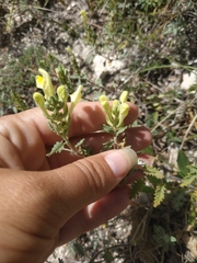 Scutellaria orientalis