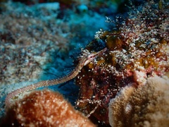 Corythoichthys ocellatus