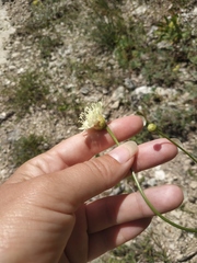 Cephalaria coriacea