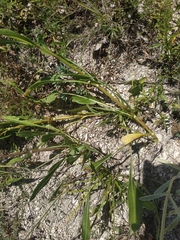 Cephalaria coriacea