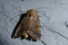 Proteuxoa tetronycha