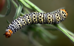 Phalaenoides tristifica