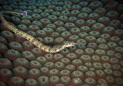 Corythoichthys ocellatus